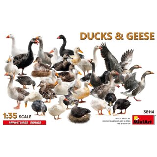 1:35 Duccks & Geese