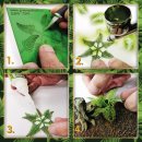 Papierpflanzen - Bismarckpalme